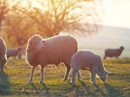 gregge di pecore sul prato verde primavera fresca durante l'alba foto