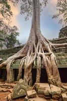 Tempio di ta prohm a siem reap, cambogia