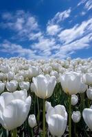 puro blu cielo, bianca nuvole, il forte leggero attraverso il nuvole brilla dritto su il infinito mare di bianca tulipano fiori. ai generativo foto
