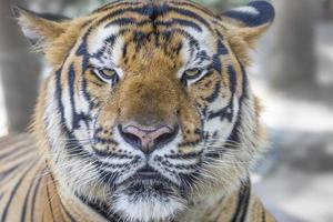 primo piano del viso e degli occhi della tigre del Bengala selvaggia foto