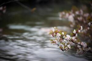 farfalla, fiore di ciliegio, sfocato fiume. ai generativo foto