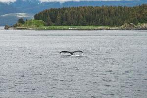 balena megattera che si tuffa davanti agli alberi in alaska foto