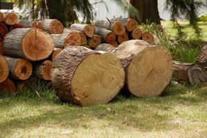 mucchio di tronchi di legno pronti per l'inverno foto
