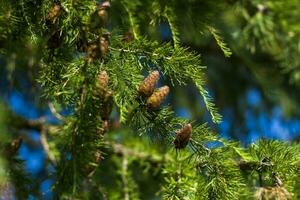 abete rosso rami siamo decorato con giovane coni. coni avvicinamento. avvicinamento su sfocato verdura con copiatura di spazio, utilizzando come un' sfondo il naturale paesaggio, ecologia, foto