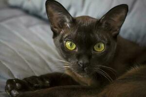 avvicinamento di un' birmano gatto a casa. ritratto di un' giovane bellissimo Marrone gatto. foto