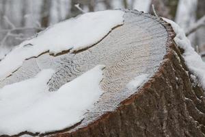 dettaglio modello astratto del tronco congelato coperto di neve foto