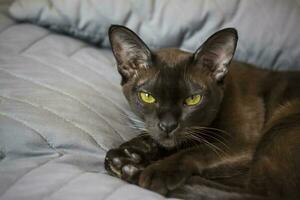 avvicinamento di un' birmano gatto a casa. ritratto di un' giovane bellissimo Marrone gatto. foto