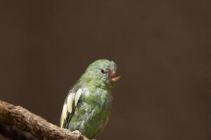 primo piano di un pappagallo con un becco ferito foto