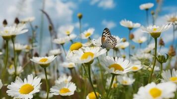 bellissimo bianca giallo margherite e blu fiordalisi con svolazzanti farfalla nel estate nel natura contro sfondo di blu cielo con nuvole. ai generativo foto