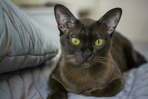avvicinamento di un' birmano gatto a casa. ritratto di un' giovane bellissimo Marrone gatto. foto