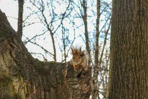 un' poco scoiattolo si siede su un' albero ceppo nel il parco. un' scoiattolo su un' albero. foto