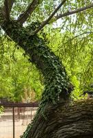 un' grande albero nel il parco è intrecciate con un' arrampicata pianta. bellissimo verde sfondo. foto