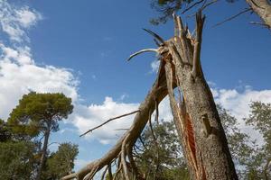 danni provocati dalla tempesta e albero rotto nella foresta