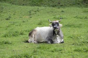 mucca alpina nelle alpi austriache del tirolo foto