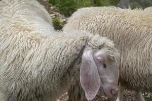 pecore al pascolo in tirolo foto