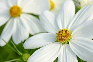 vicino su bianca cosmo fiori nel il giardino foto