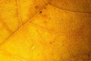 macro foto di microscopico biologico autunno fogliame. giallo foglia struttura sfondo.