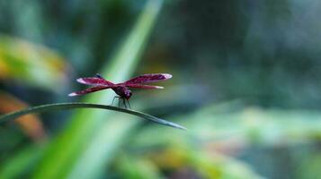 rosso libellula arroccato su verde le foglie foto