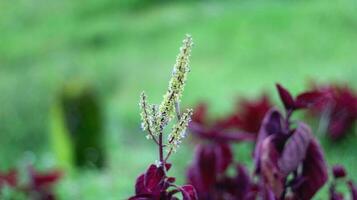 il aerva sanguinolenta pianta ha rosso spinaci le foglie e giallo e bianca fiori con un' sfocato sfondo foto