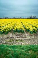 giallo fiori a il i campi nel lisse, il Olanda. foto