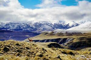 montagne animale nuvole lama alpaca guanaco picco foto