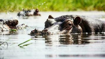 ippopotamo ippopotamo fiume lago natura animale foto