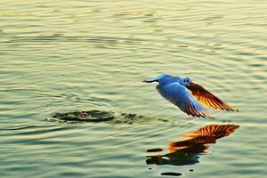 gabbiano uccello animale volo uccello marino natura acqua foto
