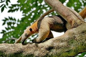 formichiere animale tropici foresta pluviale natura Drago foto