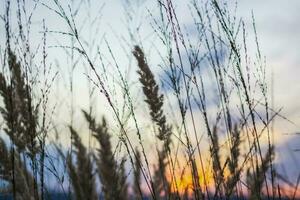 estate astratto natura sfondo con erba nel il prato e tramonto cielo dietro. naturale paesaggio. macro fotografia di lame di erba. paesaggio durante tramonto. foto