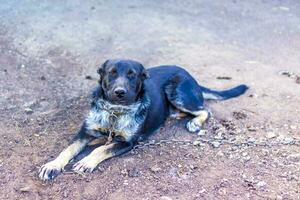 nero cane su un' catena. protetta la zona foto