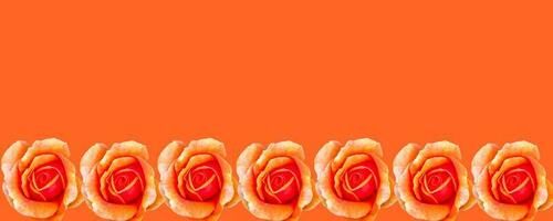 un' bandiera con un' primavera concetto. giallo-arancione Rose. foto