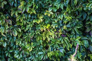 muro di edera verde e giallo foto