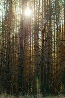denso conifero foresta. il di sole raggi rendere loro modo attraverso il vecchio nodose tronchi di pino alberi. verticale Visualizza foto