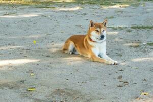 shiba inu, giapponese cane razze, un' piccolo cane foto