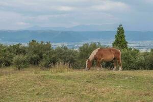 verde erba campo con aso montagna sfondo e cavallo, inoltre, Kumamoto, kyushu, Giappone foto