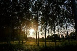 sfondo con alberi foto