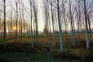 sfondo con alberi foto