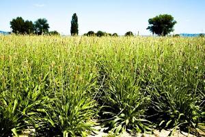 filari di piante aromatiche plantago lanceolata, umbria, italia foto