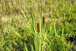 typha latifolia sul campo foto