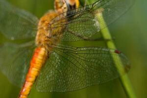 macro foto, rosso libellula arroccato su un' legna a il bordo di un' riso campo foto