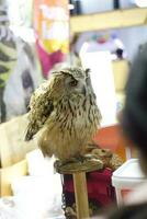 gufo mostrando nel animale domestico expo con persone foto