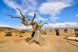 morto albero Visualizza foto