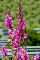 primo piano di fiori colorati foto