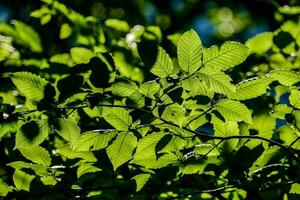 verde pianta avvicinamento foto