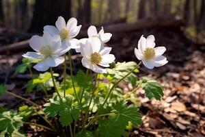 bellissimo bianca anemone fiori nel primavera nel il foresta con luce del sole. primavera foresta paesaggio, generativo ai foto