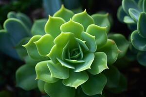 echeveria verde succulento pianta macro, superiore Visualizza, generativo ai foto