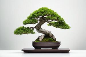 bellissimo costoso Bonsai albero su bianca sfondo. generativo ai foto