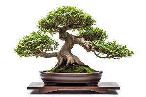 bellissimo costoso Bonsai albero su bianca sfondo. generativo ai foto