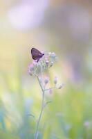 farfalla impollinazione su fiore nel parco e all'aperto foto