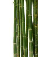 bambù isolato su bianca sfondo. ritaglio sentiero foto